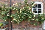 Duchesse d'Auerstädt rose photo