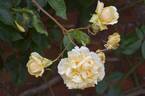 Duchesse d'Auerstädt rose photo