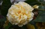Duchesse d'Auerstädt rose photo