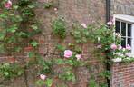 Madame Caroline Testout, Cl. rose photo