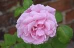 Madame Caroline Testout, Cl. rose photo