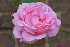Madame Caroline Testout, Cl. rose photo