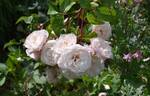 The Generous Gardener rose photo