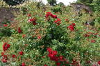 Rambling Rosie rose photo
