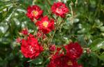Rambling Rosie rose photo