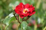 Rambling Rosie rose photo
