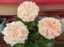 Joie de Vivre rose photo