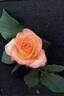 Conundrum ™ rose photo