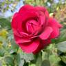 Hameau Duboeuf rose photo