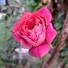 Emma Bridgewater ™ rose photo