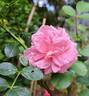 The Faun rose photo