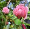 The Faun rose photo