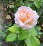 Eve de Rothschild rose photo