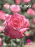 True Bliss™ rose photo