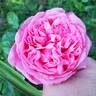 Ball Gown rose photo