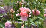 L'Aimant rose photo