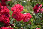Wilhelm rose photo