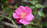 Vanity rose photo