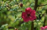 <i>Rosa moyesii</i> 'Geranium' rose photo