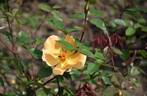 Mrs. Oakley-Fisher rose photo