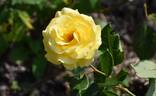 Freedom ® rose photo