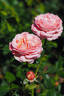 MEIffable rose photo