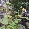 Vanessa Bell rose photo