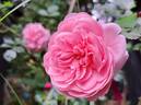 The Faun rose photo
