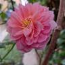 Emma Bridgewater ™ rose photo