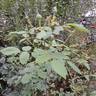 Bathsheba rose photo