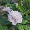 Aptos rose photo