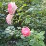 True Bliss™ rose photo