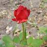 Gypsy (hybrid tea, Swim rose photo
