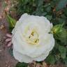 Secret's Out! rose photo