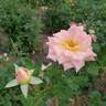 Music Box rose photo