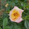 Music Box rose photo