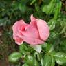 Ball Gown rose photo
