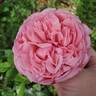 Ball Gown rose photo