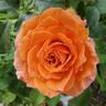 Adobe Sunrise™ rose photo