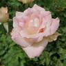 Painted Porcelain™ rose photo