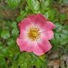Forever rose photo