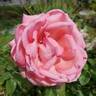 Wedding Bells rose photo