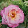 California Dreamin' ™ rose photo