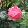 True Bliss™ rose photo