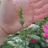 Della Reese ™ rose photo