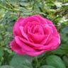 Della Reese ™ rose photo