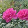 Della Reese ™ rose photo