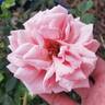 Mabelle Stearns rose photo