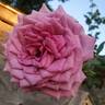 Quicksilver ™ rose photo
