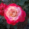 White Lies rose photo
